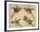 Study of Birds: Two Parrots, a Hoopoe and a Jay-Alexandre-Francois Desportes-Framed Giclee Print