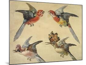 Study of Birds: Two Parrots, a Hoopoe and a Jay-Alexandre-Francois Desportes-Mounted Giclee Print