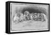 Study of Brown Owls by Louis Wain-null-Framed Stretched Canvas