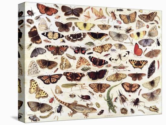 Study of Butterflies and Other Insects-Jan van Kessel the Elder-Stretched Canvas