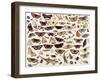 Study of Butterflies and Other Insects-Jan van Kessel the Elder-Framed Giclee Print