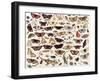 Study of Butterflies and Other Insects-Jan van Kessel the Elder-Framed Giclee Print