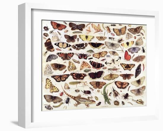 Study of Butterflies and Other Insects-Jan van Kessel the Elder-Framed Giclee Print