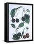 Study of Cherries-null-Framed Stretched Canvas