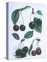 Study of Cherries-null-Stretched Canvas