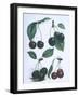 Study of Cherries-null-Framed Giclee Print