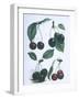 Study of Cherries-null-Framed Giclee Print