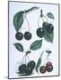 Study of Cherries-null-Mounted Giclee Print