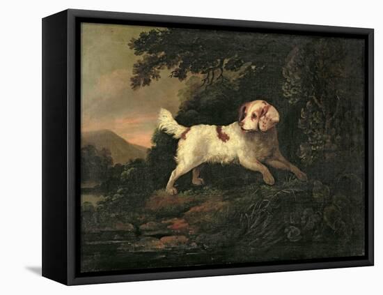 Study of Clumber Spaniel in Wooded River Landscape-Edward Cooper-Framed Stretched Canvas