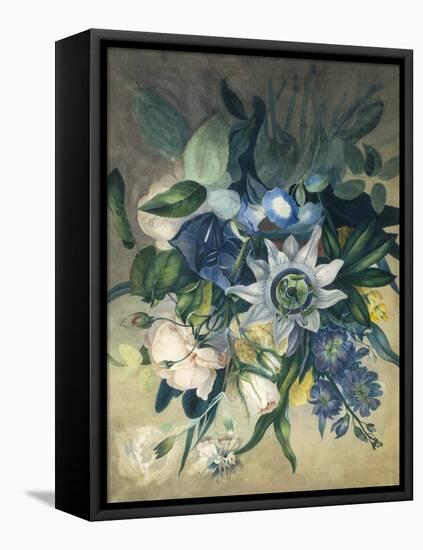 Study of Convulvulus, Passion Flower and Rose, c.1840-null-Framed Stretched Canvas