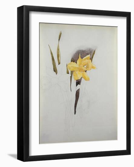 Study of Daffodils-George Wesley Bellows-Framed Giclee Print