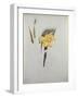 Study of Daffodils-George Wesley Bellows-Framed Giclee Print