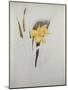 Study of Daffodils-George Wesley Bellows-Mounted Giclee Print