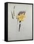 Study of Daffodils-George Wesley Bellows-Framed Stretched Canvas