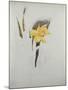 Study of Daffodils-George Wesley Bellows-Mounted Giclee Print