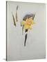 Study of Daffodils-George Wesley Bellows-Stretched Canvas