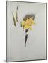 Study of Daffodils-George Wesley Bellows-Mounted Giclee Print