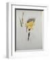 Study of Daffodils-George Wesley Bellows-Framed Giclee Print