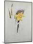 Study of Daffodils-George Wesley Bellows-Mounted Giclee Print