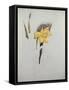 Study of Daffodils-George Wesley Bellows-Framed Stretched Canvas