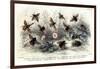 Study of Different Bees, Engraved J. Bishop-Julius Stewart-Framed Giclee Print