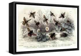 Study of Different Bees, Engraved J. Bishop-Julius Stewart-Framed Stretched Canvas