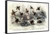 Study of Different Bees, Engraved J. Bishop-Julius Stewart-Framed Stretched Canvas