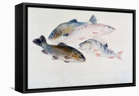 Study of Fish: Two Tench, a Trout and a Perch, C1822-1824-J. M. W. Turner-Framed Stretched Canvas