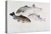 Study of Fish: Two Tench, a Trout and a Perch, C1822-1824-J. M. W. Turner-Stretched Canvas