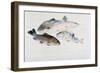Study of Fish: Two Tench, a Trout and a Perch, C1822-1824-J. M. W. Turner-Framed Giclee Print