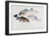 Study of Fish: Two Tench, a Trout and a Perch, C1822-1824-J. M. W. Turner-Framed Giclee Print