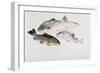 Study of Fish: Two Tench, a Trout and a Perch, C1822-1824-J. M. W. Turner-Framed Giclee Print