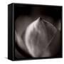 Study of Flower Bud-Edoardo Pasero-Framed Stretched Canvas