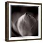 Study of Flower Bud-Edoardo Pasero-Framed Photographic Print