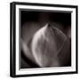 Study of Flower Bud-Edoardo Pasero-Framed Photographic Print