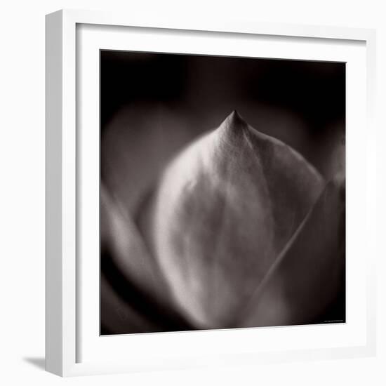 Study of Flower Bud-Edoardo Pasero-Framed Photographic Print