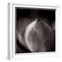 Study of Flower Bud-Edoardo Pasero-Framed Photographic Print