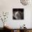 Study of Flower Bud-Edoardo Pasero-Photographic Print displayed on a wall