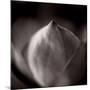 Study of Flower Bud-Edoardo Pasero-Mounted Photographic Print