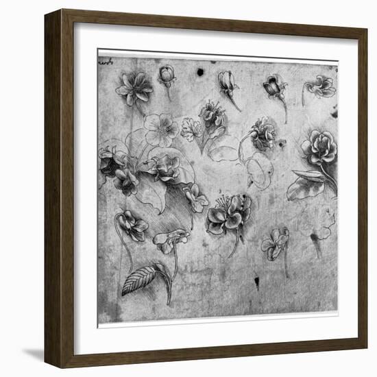 Study of Flowers, C1481-1483-Leonardo da Vinci-Framed Giclee Print