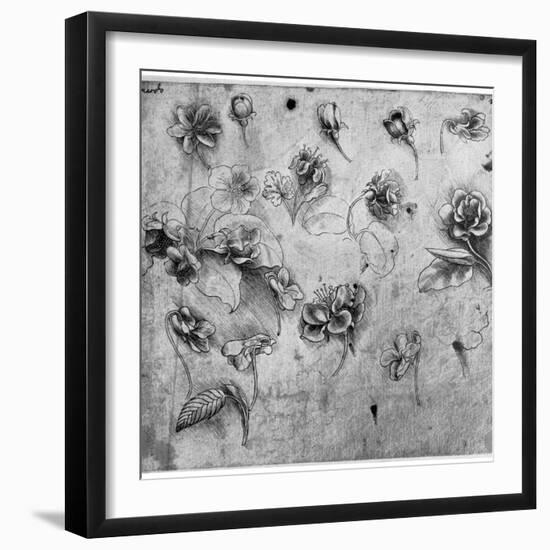 Study of Flowers, C1481-1483-Leonardo da Vinci-Framed Giclee Print