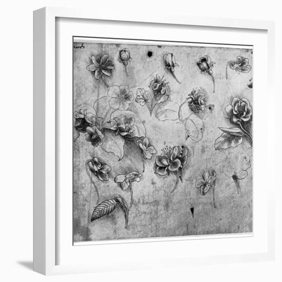 Study of Flowers, C1481-1483-Leonardo da Vinci-Framed Giclee Print