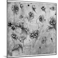 Study of Flowers, C1481-1483-Leonardo da Vinci-Mounted Giclee Print