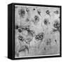 Study of Flowers, C1481-1483-Leonardo da Vinci-Framed Stretched Canvas