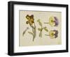 Study of Flowers - Pansy, Wallflower, 19Th Century (Pen, Ink, Watercolour)-Rosa Brett-Framed Giclee Print