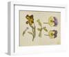 Study of Flowers - Pansy, Wallflower, 19Th Century (Pen, Ink, Watercolour)-Rosa Brett-Framed Giclee Print