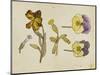 Study of Flowers - Pansy, Wallflower, 19Th Century (Pen, Ink, Watercolour)-Rosa Brett-Mounted Giclee Print