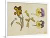 Study of Flowers - Pansy, Wallflower, 19Th Century (Pen, Ink, Watercolour)-Rosa Brett-Framed Giclee Print
