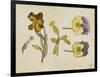 Study of Flowers - Pansy, Wallflower, 19Th Century (Pen, Ink, Watercolour)-Rosa Brett-Framed Giclee Print