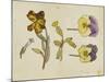 Study of Flowers - Pansy, Wallflower, 19Th Century (Pen, Ink, Watercolour)-Rosa Brett-Mounted Giclee Print